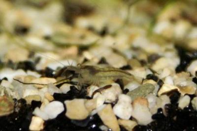 Algengarnele - Neocaridina denticulata sinensis bzw. neuer Neocaridina heteropoda