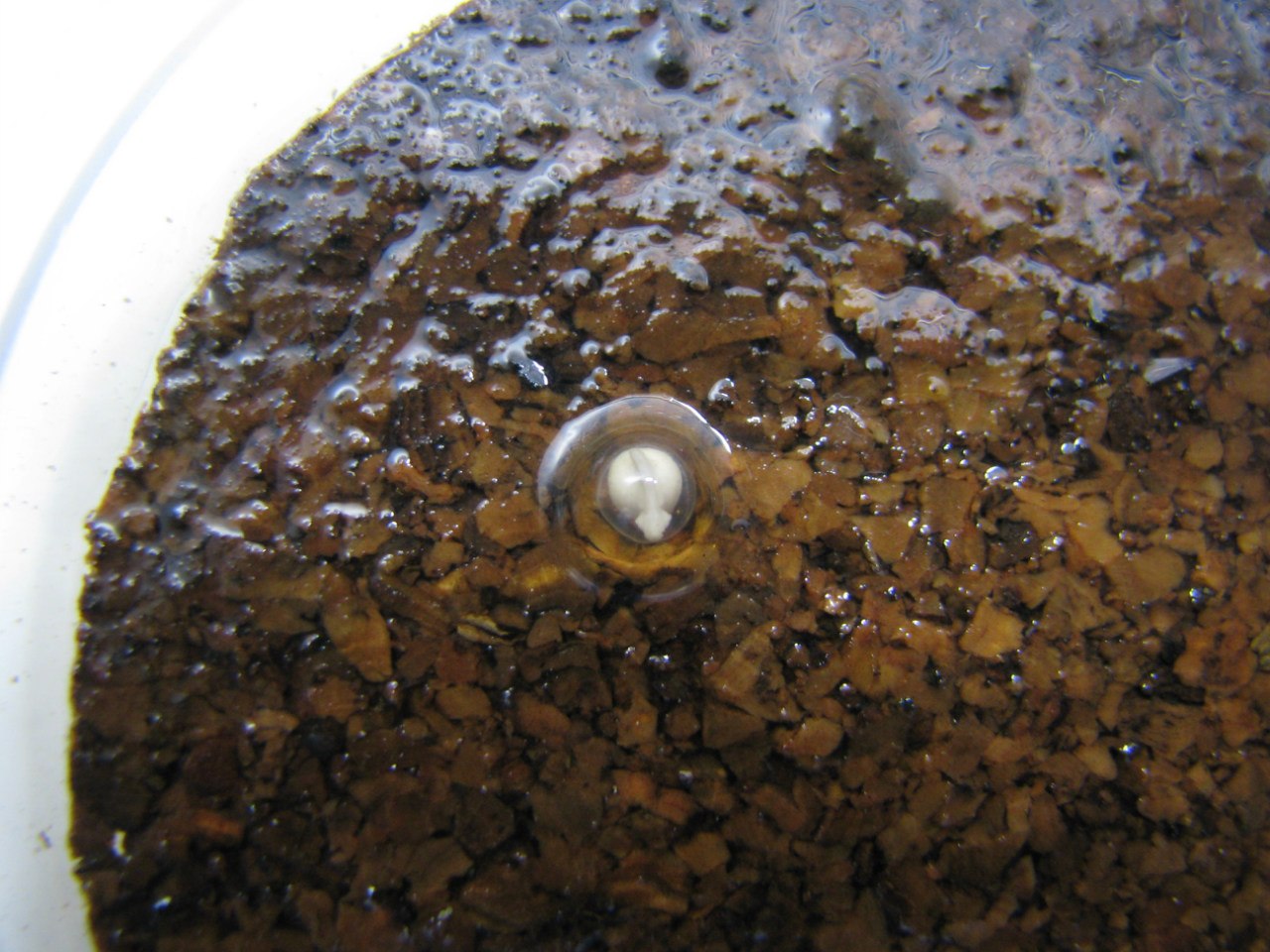 Ranitomeya imitator 'Nominat'