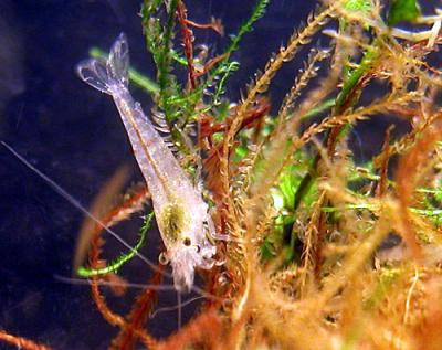 Neocaridina heteropoda 'Red'. (Juvenil)