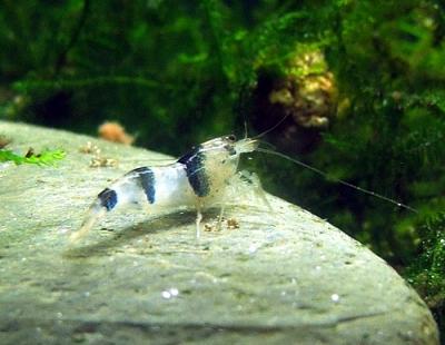 Caridina cf. breviata 'Hummel'