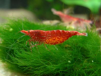 Neocaridina heteropoda 'Red Cherry'