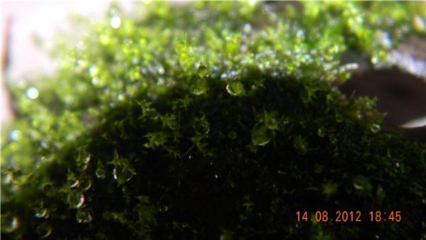 bcbc74046ce0.jpg