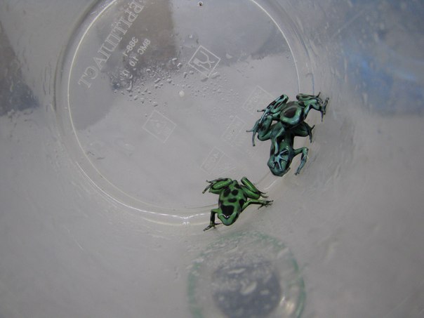 Dendrobates auratus 'Birkhahn Line'