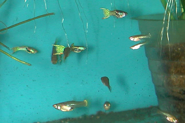 ca_endlers_620px.gif