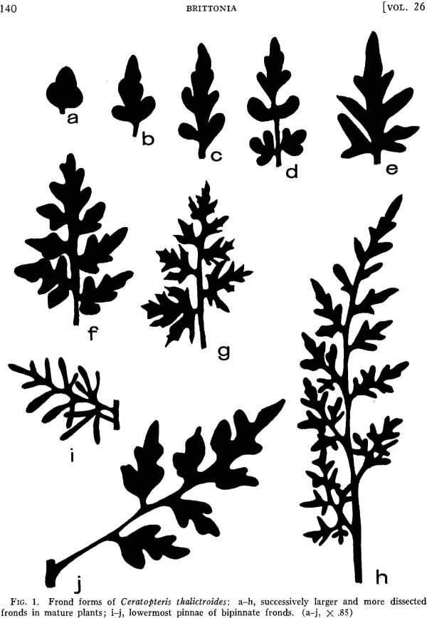 ceratopteris-1.jpg