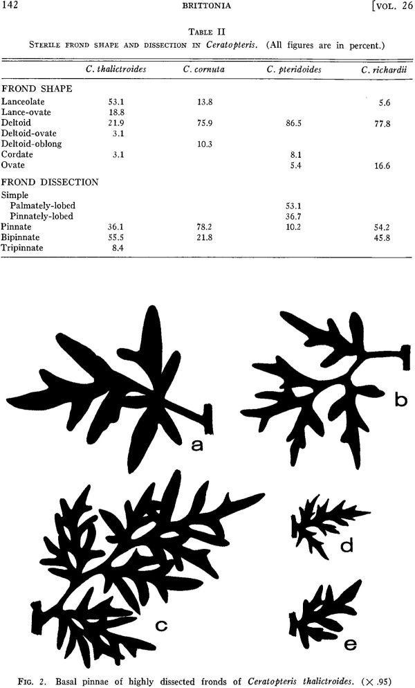ceratopteris-2.jpg