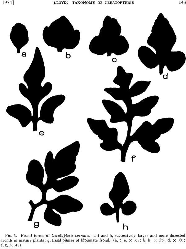 ceratopteris-3.jpg