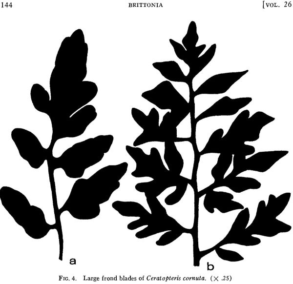 ceratopteris-4.jpg
