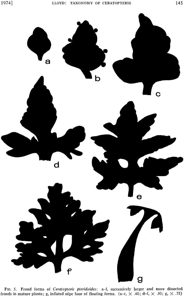 ceratopteris-5.jpg