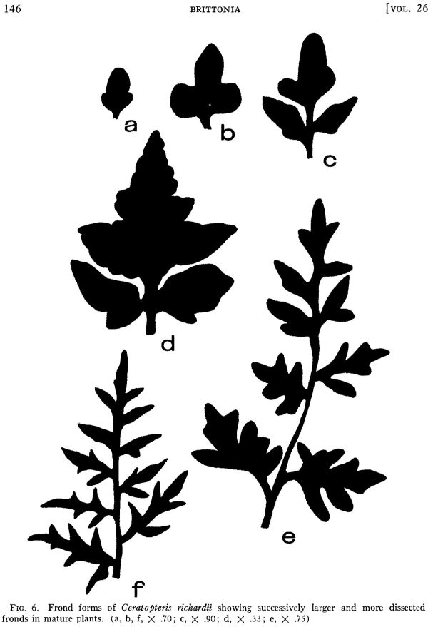 ceratopteris-6.jpg