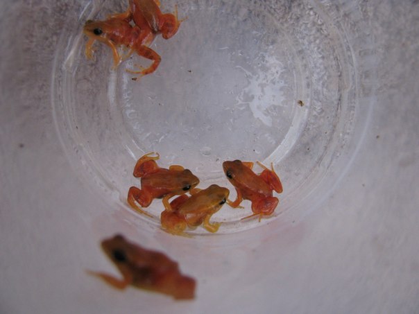 Mantella aurantiaca