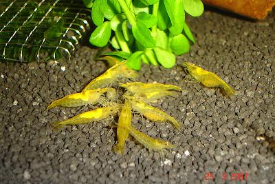 Yellow_Fire_Garnelen