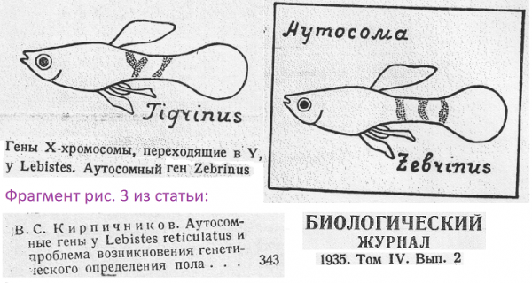 gens-tigrinus-i-zebrinus.png