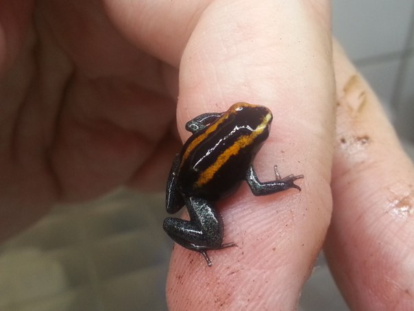 Phyllobates vittatus 'Red' 'Широкая красная полоса'