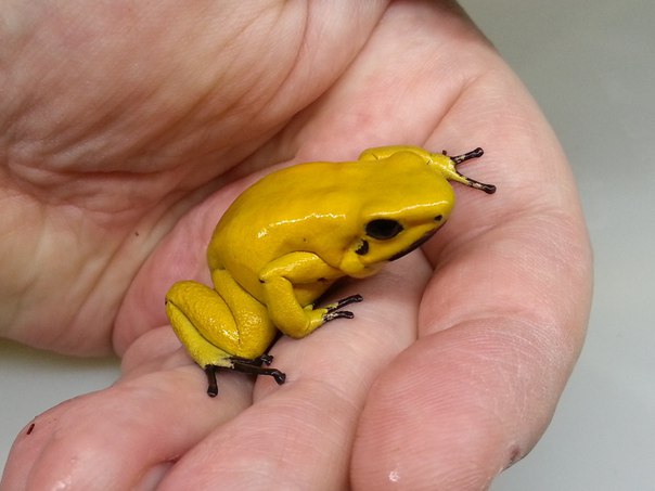 Phyllobates terribilis 'Yellow'
