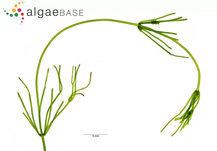 i6n4j95qvca2nitella_flexilis.jpg