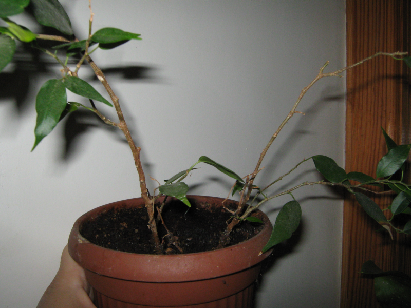 Ficus benjamina Natasja
