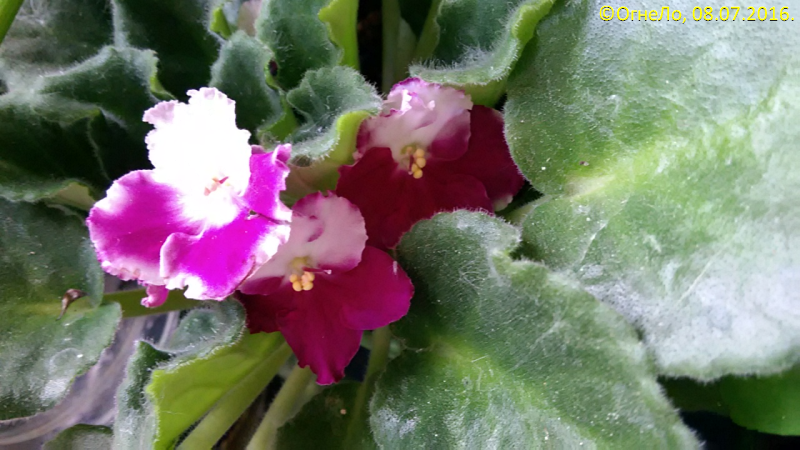 img_20160708_121939800x450.png