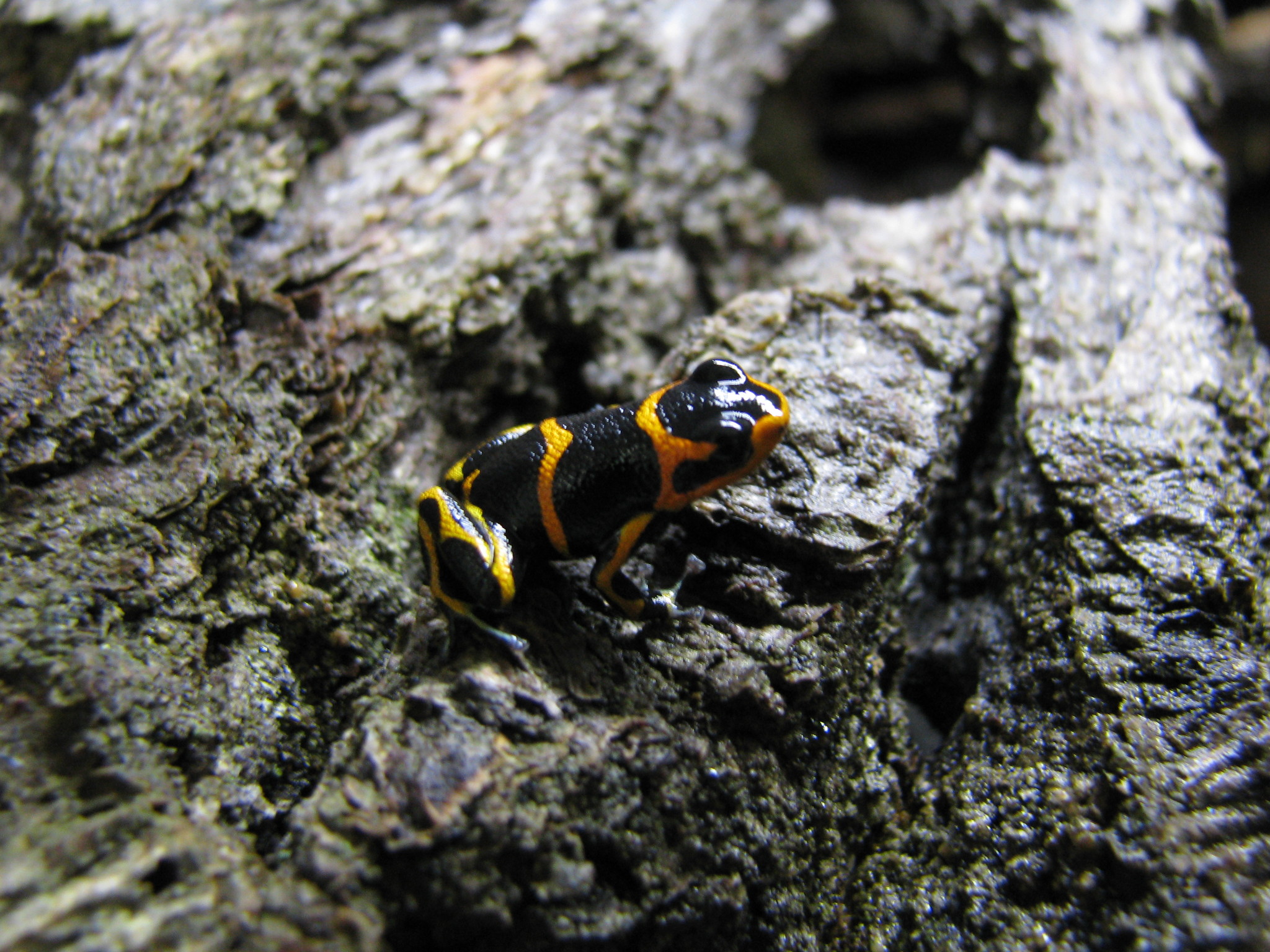 Ranitomeya imitator 'Huallaga'