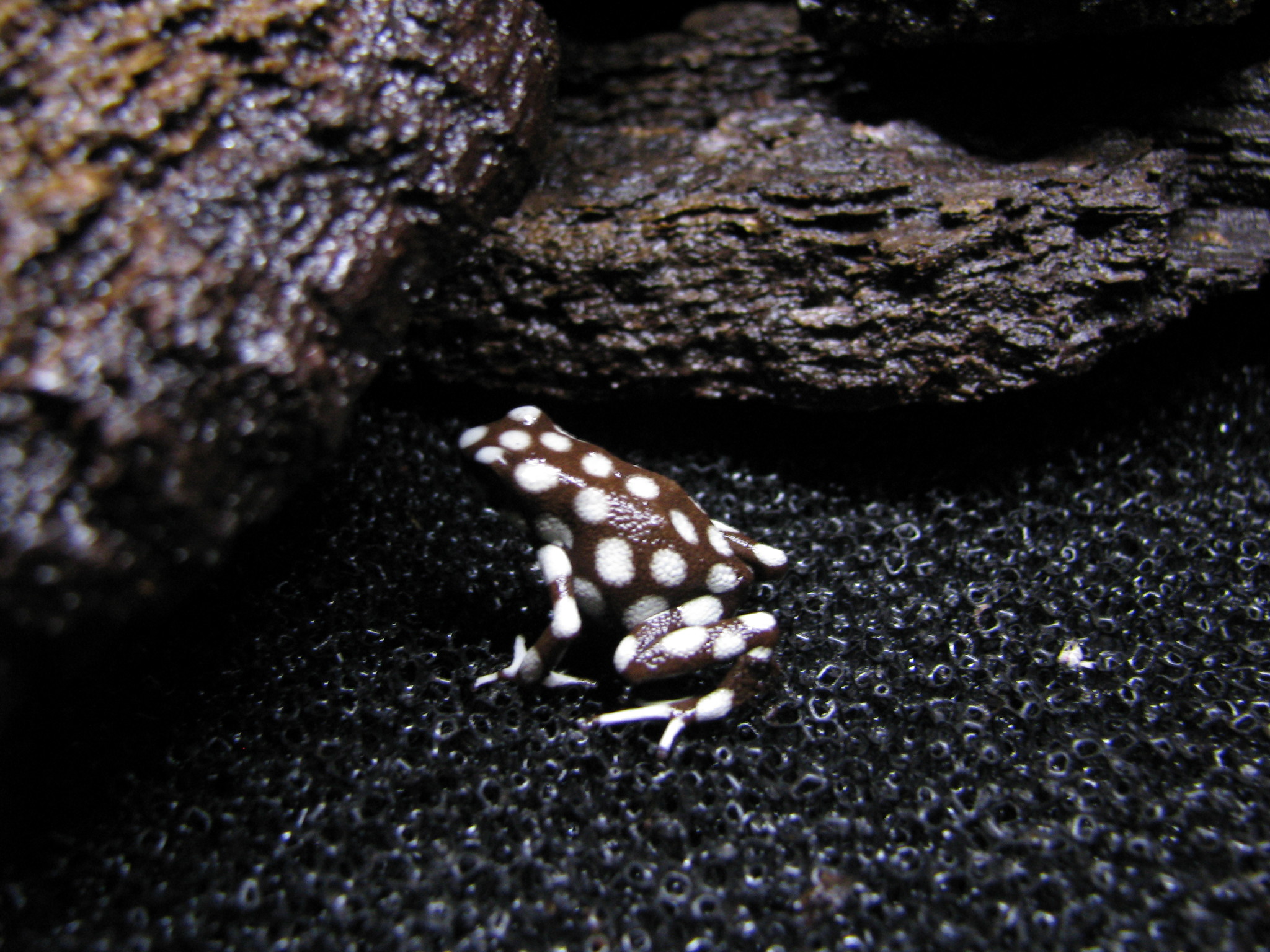 Excidobates mysteriosus
