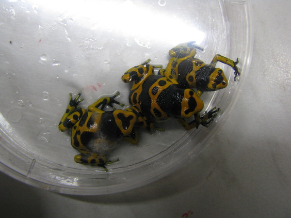 Лягушата Dendrobates leucomelas