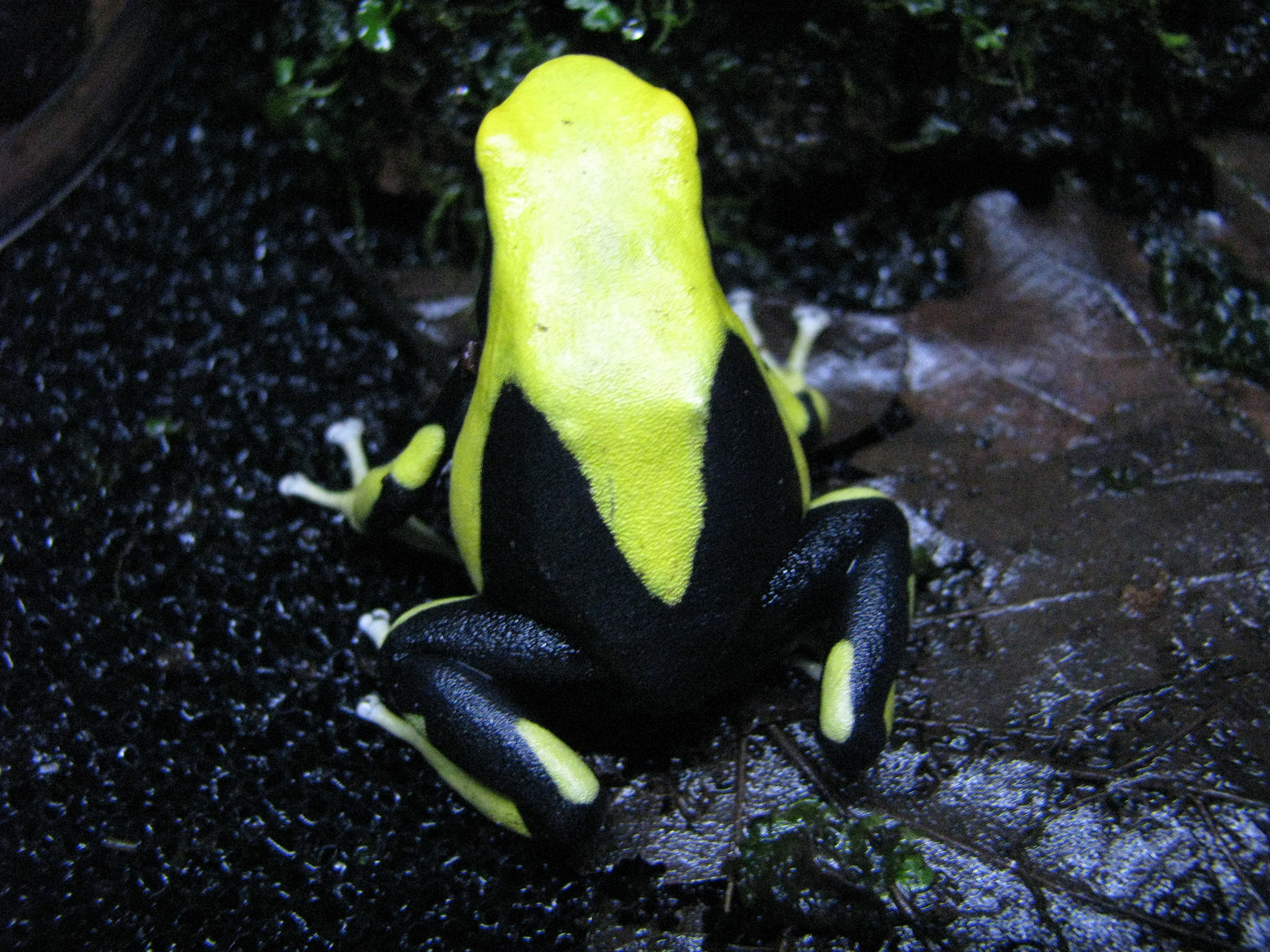 Самка Dendrobates tinctorius 'Saul'