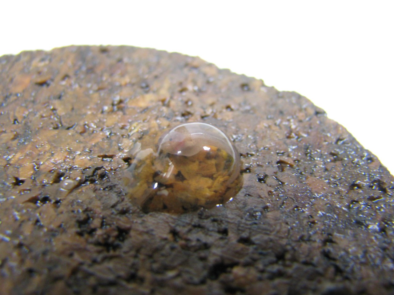 Ranitomeya imitator 'Nominat'