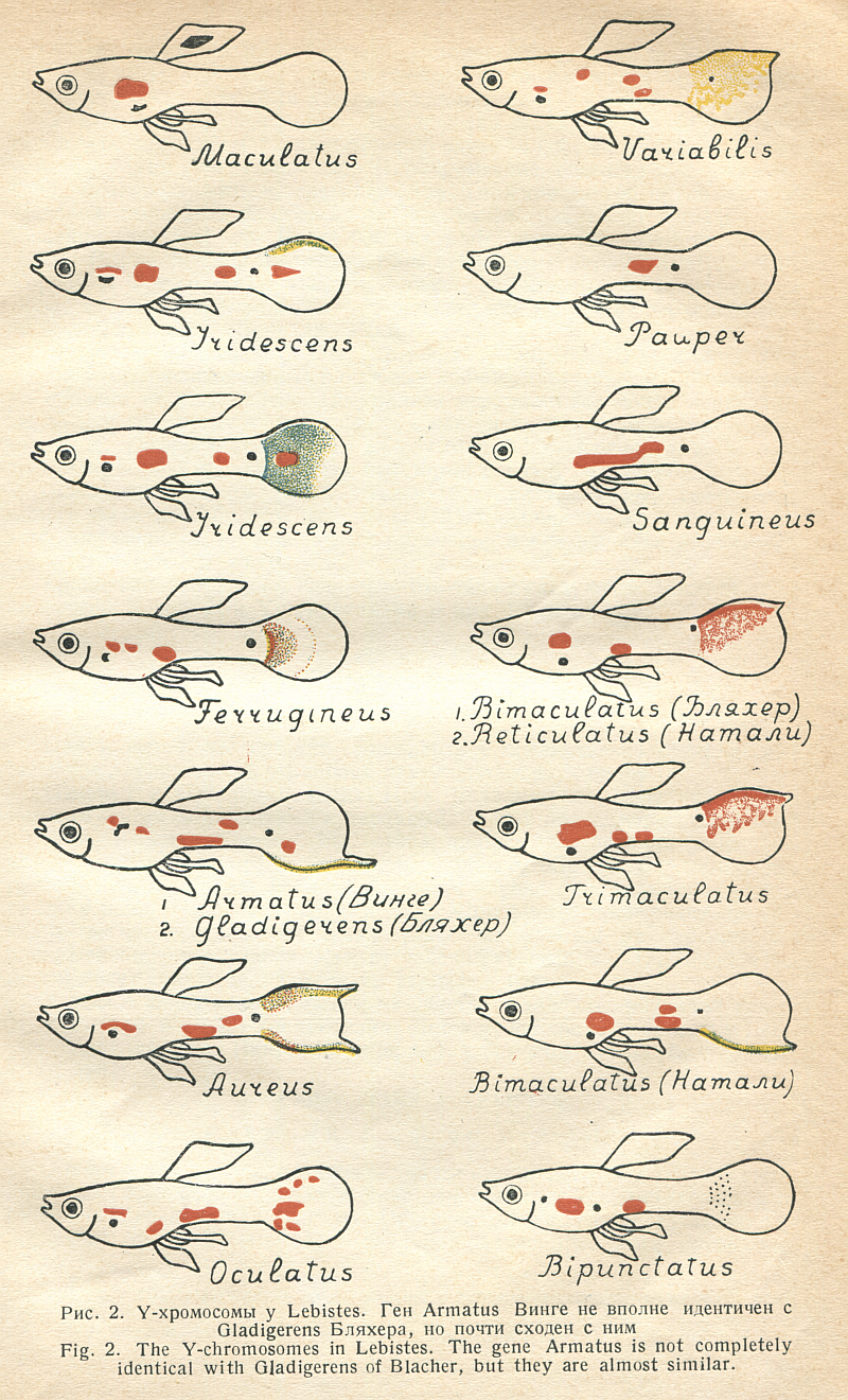 kirpichnikov_biolzh-1935-4-12_779152321-354.png