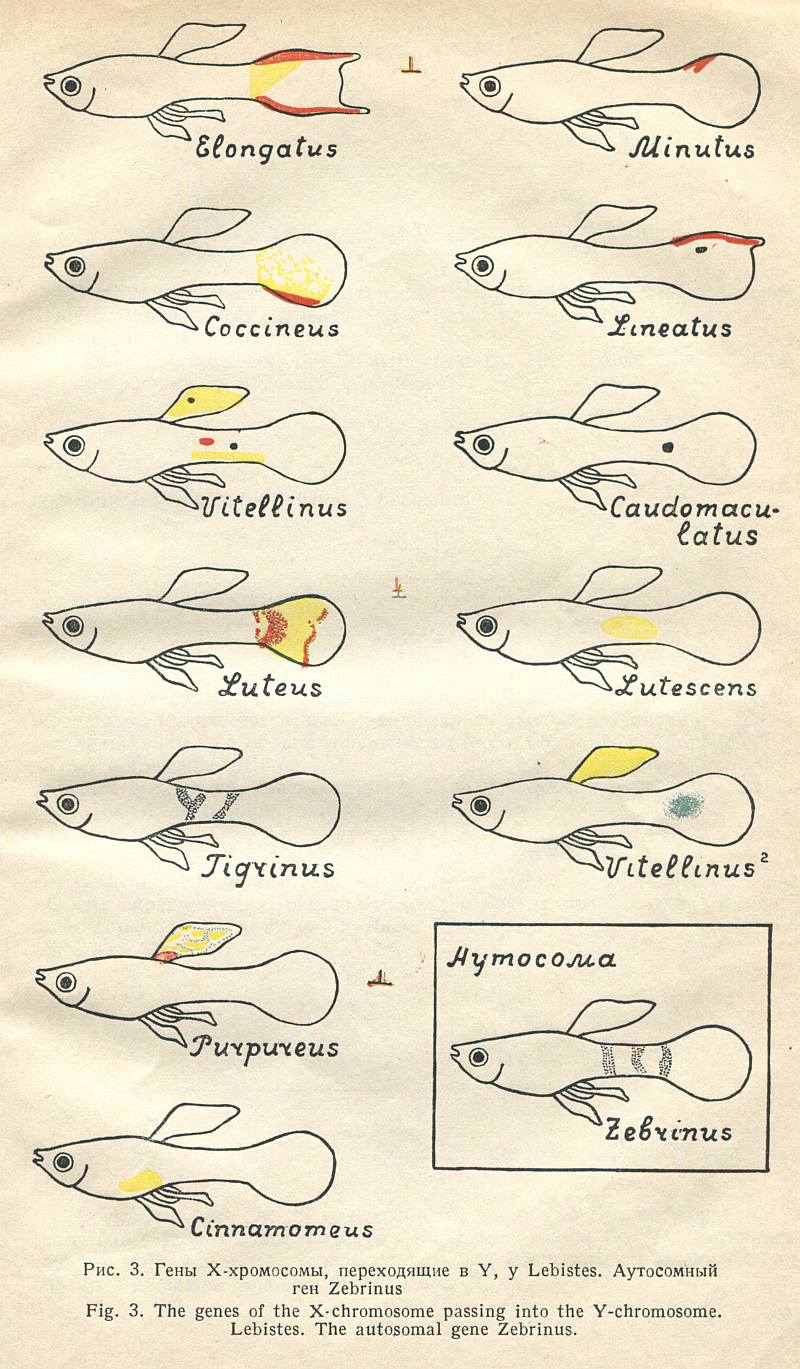 kirpichnikov_biolzh-1935-4-12_779152321-357.png