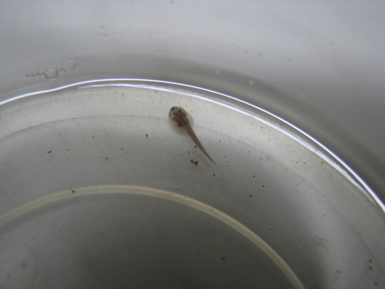 Ranitomeya imitator 'Nominat'