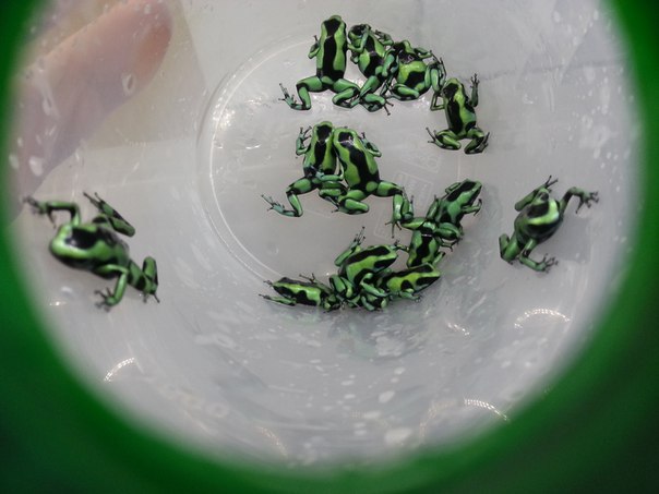 Dendrobates auratus 'Costa Rica' ('Green&Black')