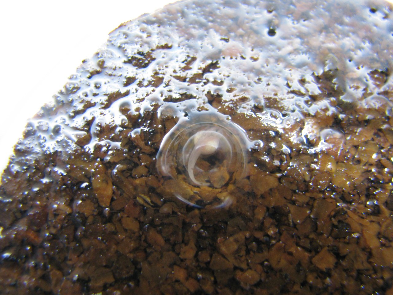 Ranitomeya imitator 'Nominat'