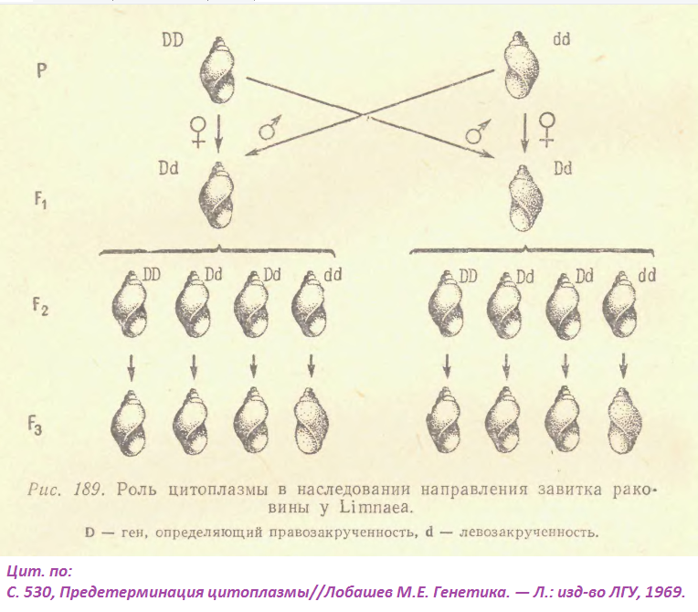 lobashov-generica-p530.png