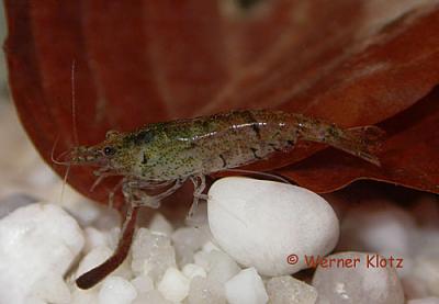 heteropoda__fr__her_denticulata_sinensis