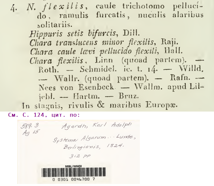 nitella_flexilis_linnaeus_c.agardh_1824124.png