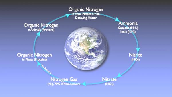 nitrogen_removal_basics-0-00-16-796.jpg