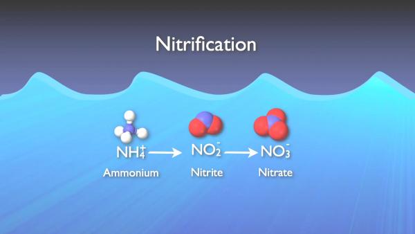 nitrogen_removal_basics-0-03-54-151.jpg