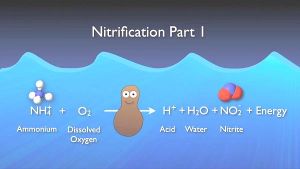 nitrogen_removal_basics-0-05-32-910.jpg