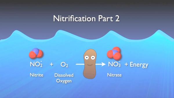 nitrogen_removal_basics-0-05-58-351.jpg