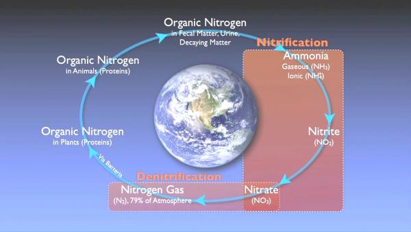 nitrogen_removal_basics-0-11-36-250.jpg