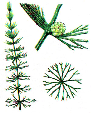 ris._148._rogolistnik_temno-zelenyj.jpg