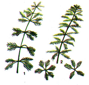 ris._160._peristolistniki_1_-_smennocvetkovyj_2_-_brazilskij.jpg