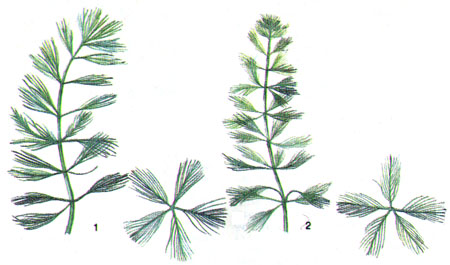 ris._161._peristolistniki_1_-_povejnikovidnyj_2_-_raznolistnyj.jpg