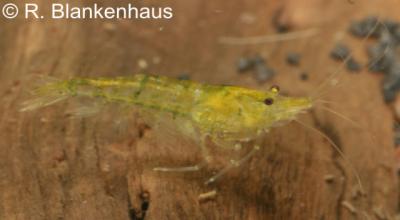 uvenile Neocaridina_heteropoda_var__yellow