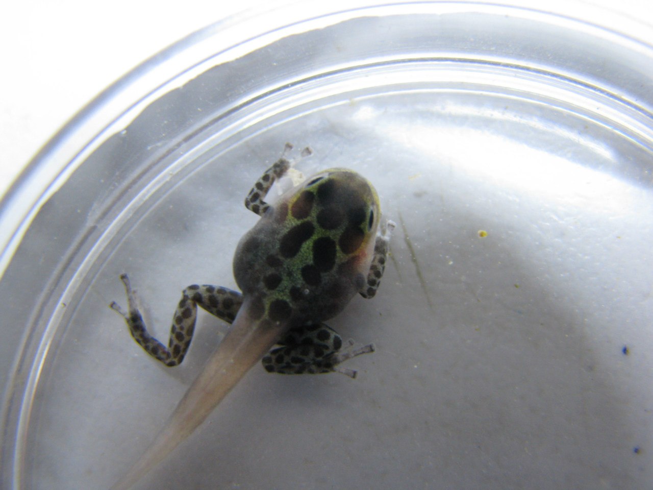 Ranitomeya imitator 'Nominat'