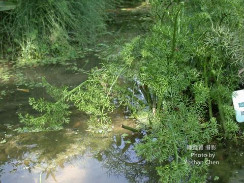 shui_jue_chen_yu_xian_20041110she_yu_tai_zhong_ke_bo_guan_dscn0029.jpg
