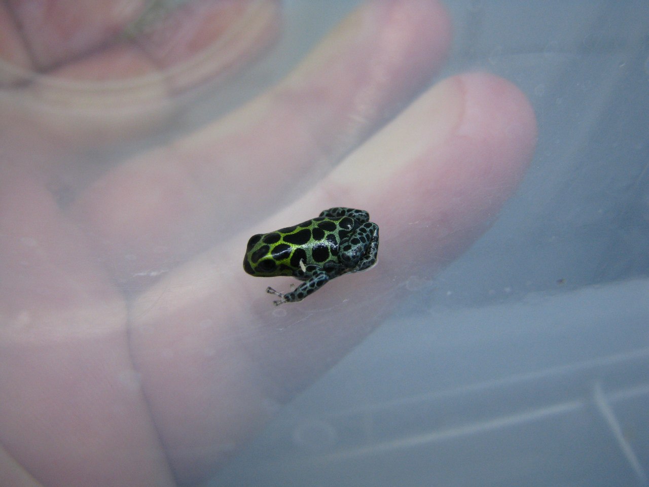 Ranitomeya imitator 'Nominat'