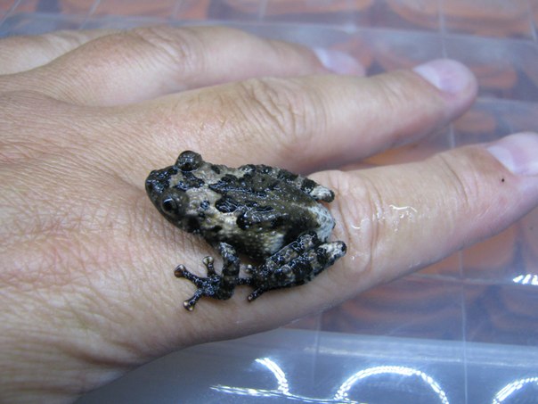 Theloderma stellatum 'Cambodia'