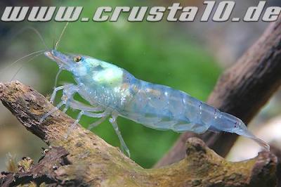 ulf shrimp