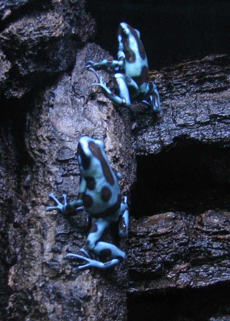Dendrobates auratus 'El Cope'